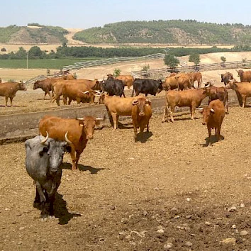 Pamplona Bullrun Tickets - Visit a Ganaderia